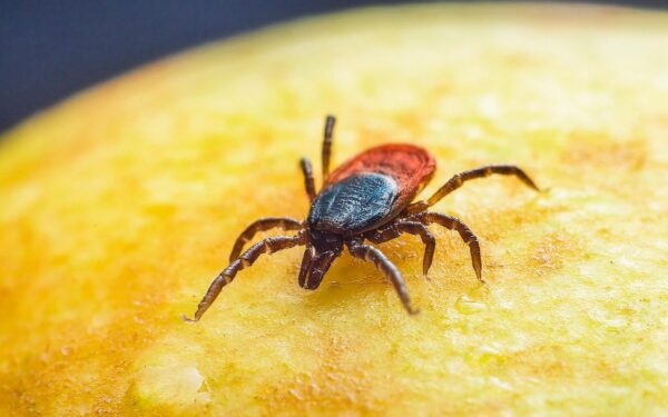 Erkių sezonas prasideda: ką būtina žinoti kiekvienam sodo savininkui?