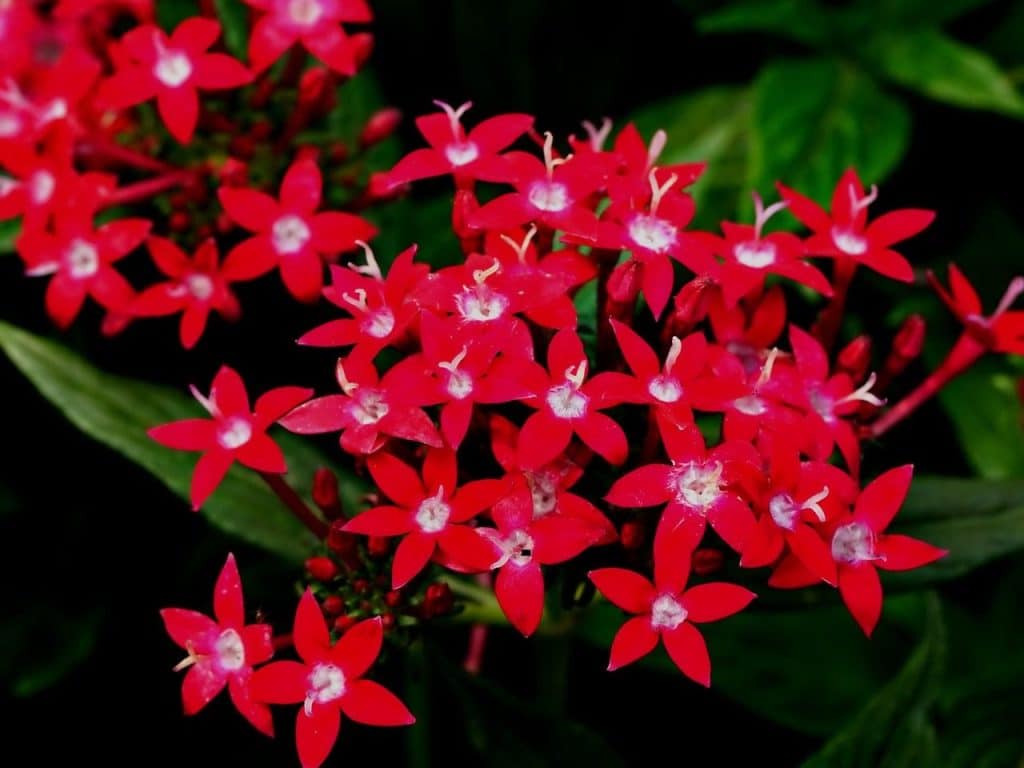 flowers, flower wallpaper, pentas lanceolata, flower background, petals, beautiful flowers, garden, nature