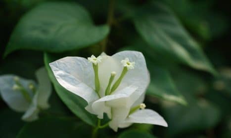 bougainvillea, flower background, flowers, plant, white flower, bloom, beautiful flowers, flora, flower wallpaper, nature, closeup