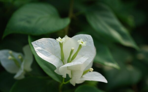 Žiedų jūra ištisus mėnesius: paslaptys, kaip priversti bugenvilijas ir fuksijas žydėti be pertraukų