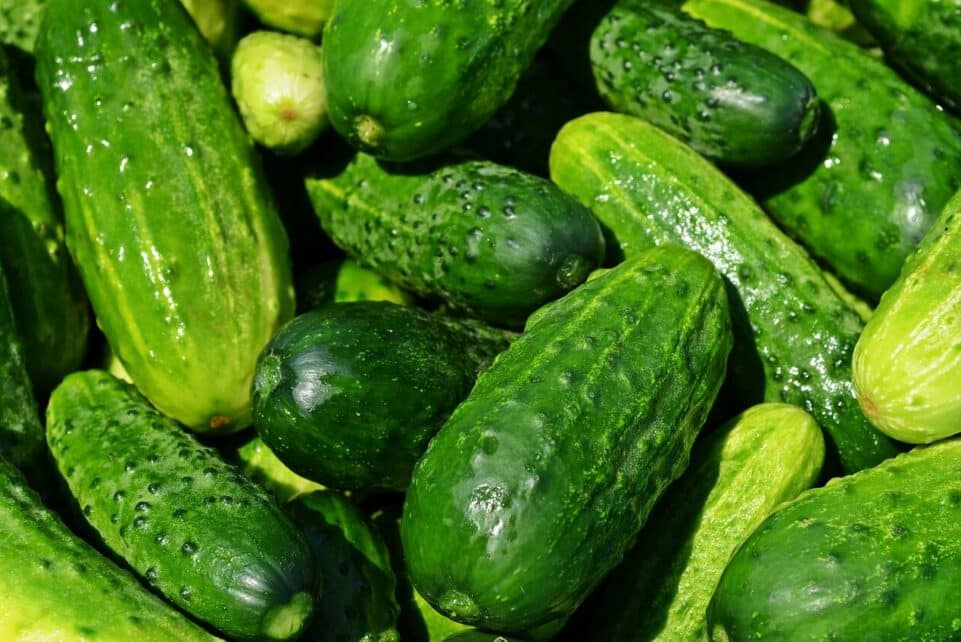 cucumbers, vegetables, green, healthy, fresh, food, green food, green vegetables, produce, harvest, organic, fresh produce, farmer's market, vegetable stand, vegetables, vegetables, vegetables, vegetables, vegetables, green, food, food