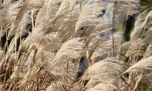 reed, grass, nature, china grass, elephant grass, miscanthus sinensis, dry plants, inflorescences, ornamental plant