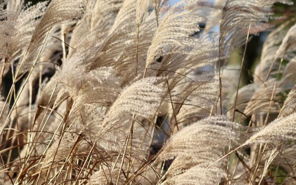 Sodininkų klaida, kuri brangiai kainuoja: štai kodėl dekoratyvinės žolės gali tiesiog supūti