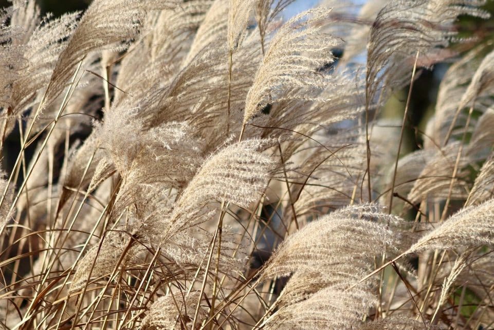 reed, grass, nature, china grass, elephant grass, miscanthus sinensis, dry plants, inflorescences, ornamental plant