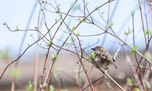 sparrow, bird, wildlife, spring, animal protection, nature, animal