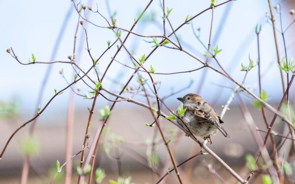 Ieškomas naujas Aplinkos apsaugos departamento vadovas: galimybė pretenduoti į atsakingas pareigas