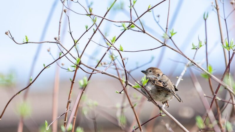 Ieškomas naujas Aplinkos apsaugos departamento vadovas: galimybė pretenduoti į atsakingas pareigas