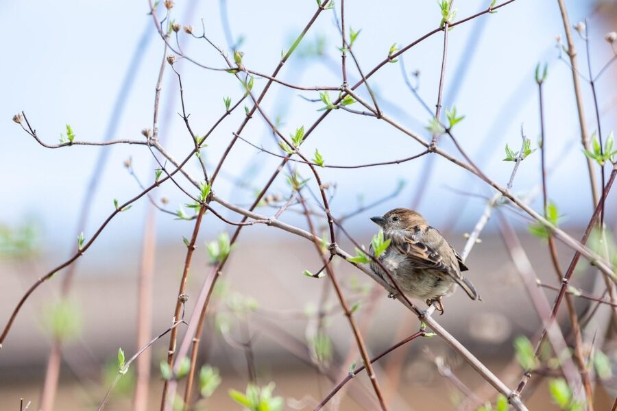 sparrow, bird, wildlife, spring, animal protection, nature, animal