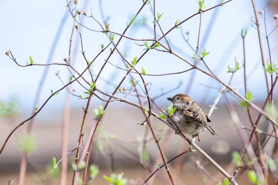 sparrow, bird, wildlife, spring, animal protection, nature, animal