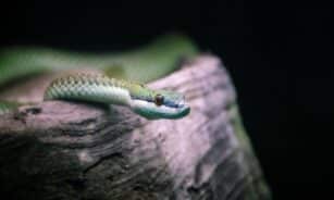 snake, reptile, animal, nature, scales, portrait, head, serpent