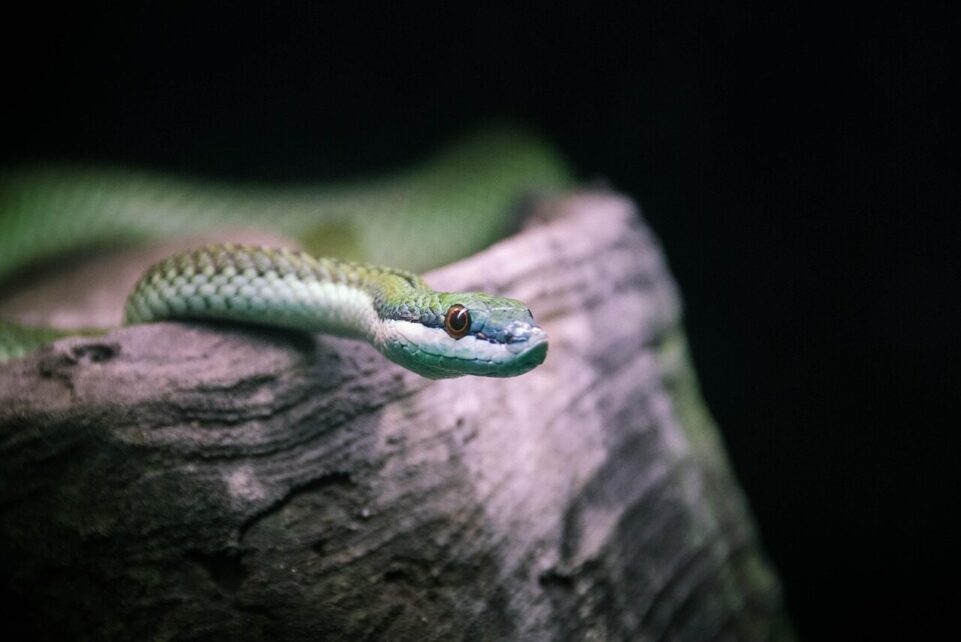 snake, reptile, animal, nature, scales, portrait, head, serpent