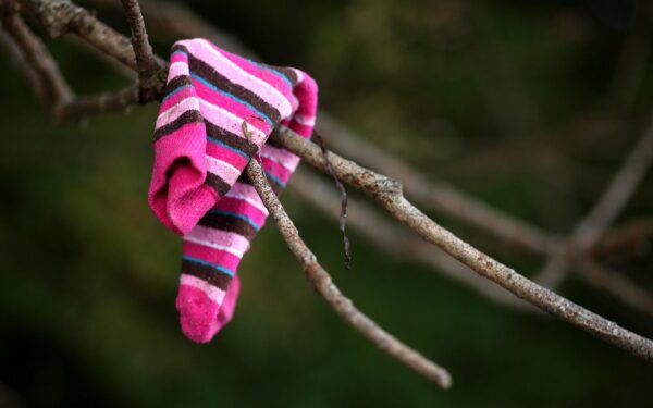 Kodėl sodininkai ant medžių riša senas kojines? Šis pigus būdas padeda pamiršti amarus