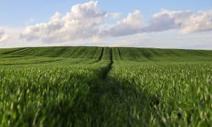 Laukai. Pixabay nuotr.