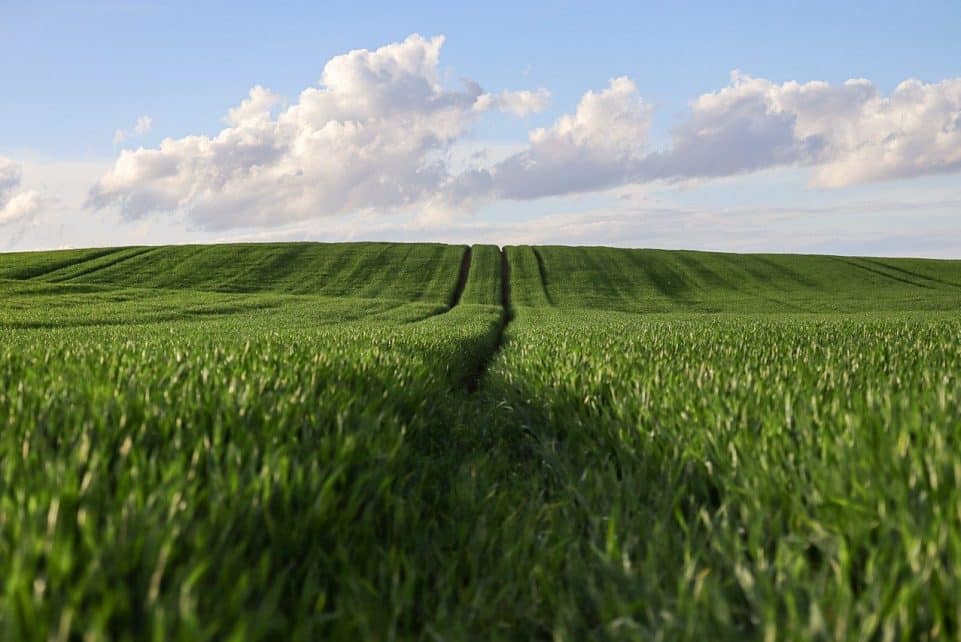 Laukai. Pixabay nuotr.