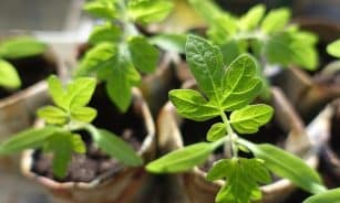 plants, seedling, nature, tomatoes