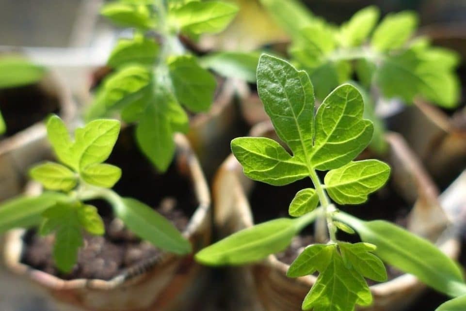 plants, seedling, nature, tomatoes