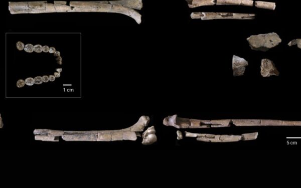 Mokslininkai kalba apie žmogų tarp dviejų pasaulių, atrastas vienas seniausių Homo habilis skeletų