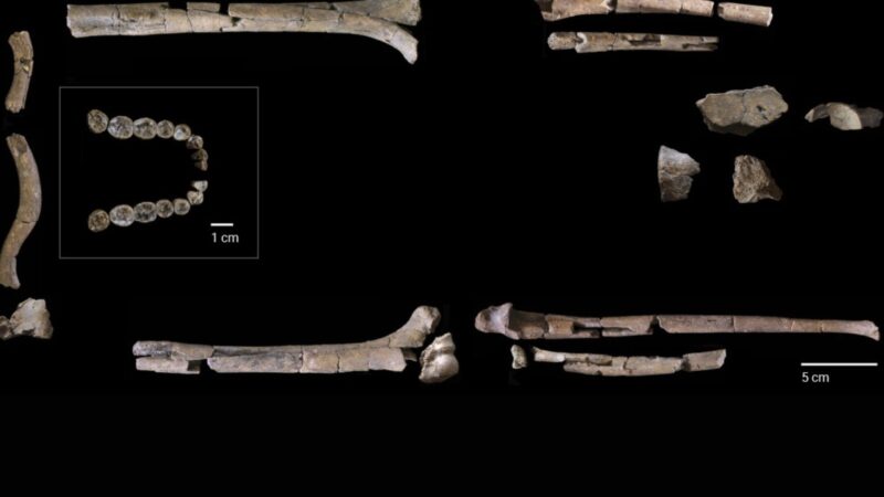Mokslininkai kalba apie žmogų tarp dviejų pasaulių, atrastas vienas seniausių Homo habilis skeletų