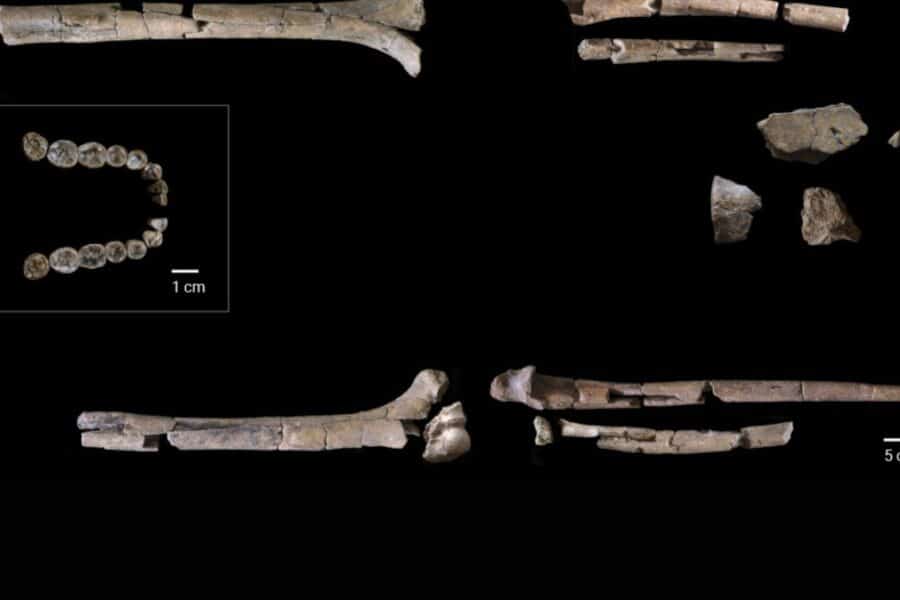 Mokslininkai kalba apie žmogų tarp dviejų pasaulių, atrastas vienas seniausių Homo habilis skeletų
