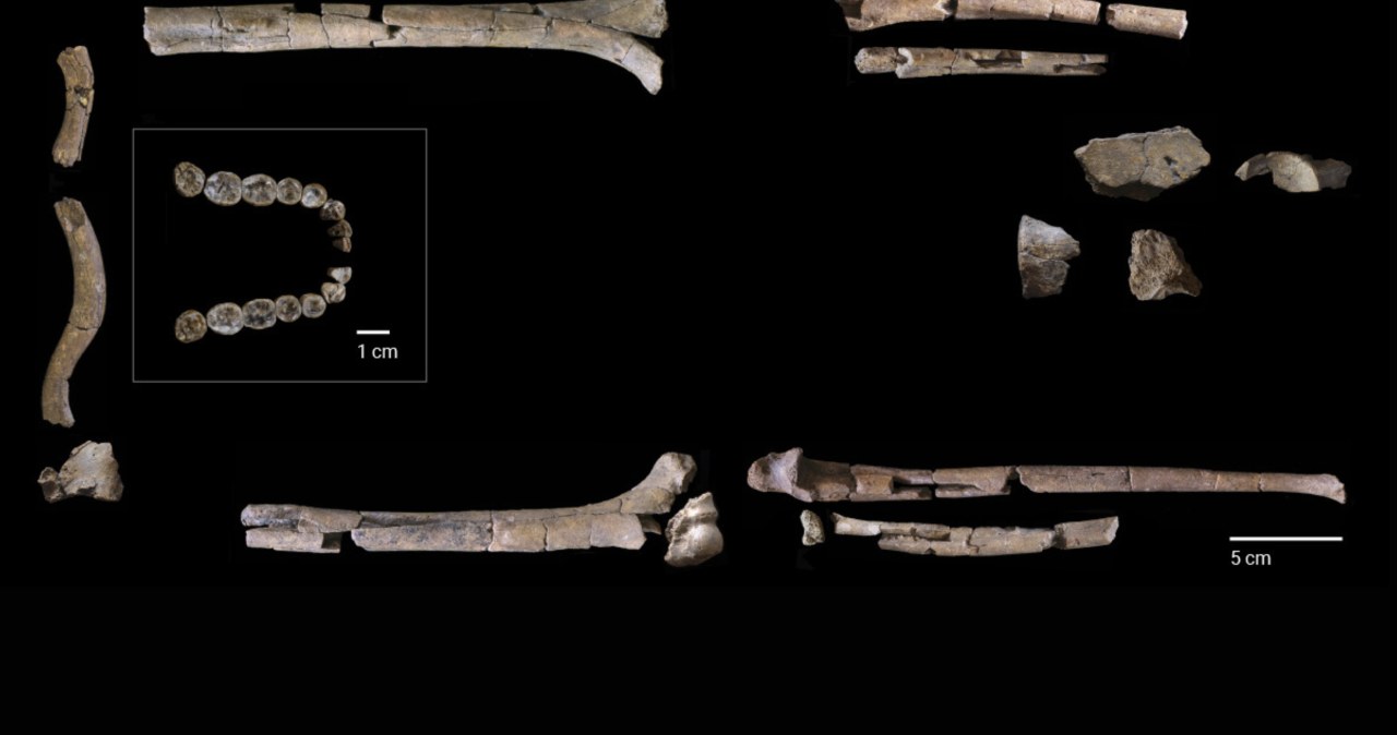 Mokslininkai kalba apie žmogų tarp dviejų pasaulių, atrastas vienas seniausių Homo habilis skeletų