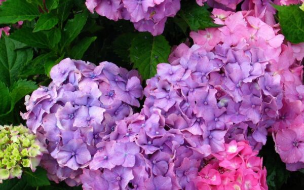 Pasirūpinkite savo hortenzijomis: pasakė, kokia temperatūra gali tapti itin pavojinga ir kaip apsaugoti