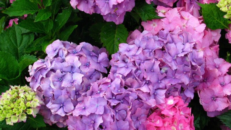 Pasirūpinkite savo hortenzijomis: pasakė, kokia temperatūra gali tapti itin pavojinga ir kaip apsaugoti