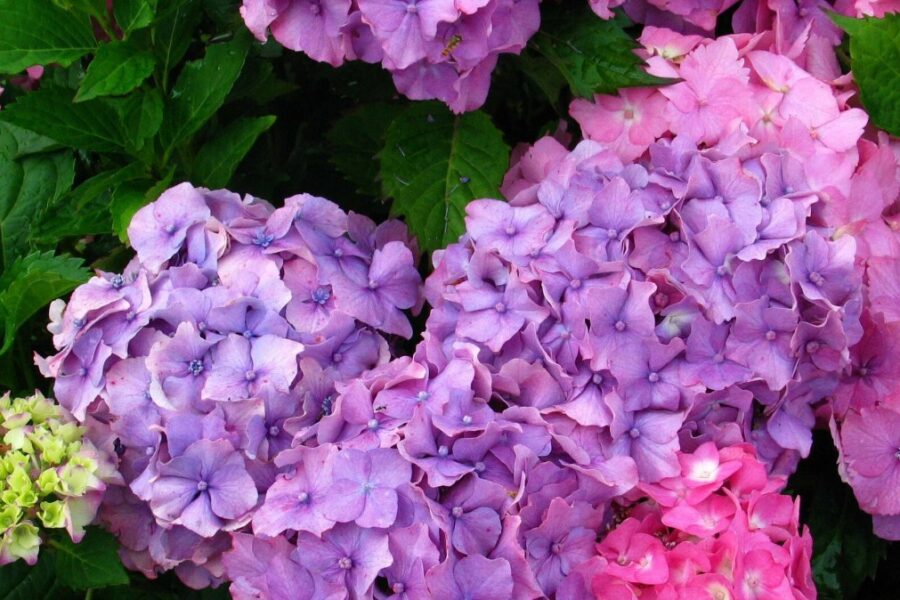 Pasirūpinkite savo hortenzijomis: pasakė, kokia temperatūra gali tapti itin pavojinga ir kaip apsaugoti