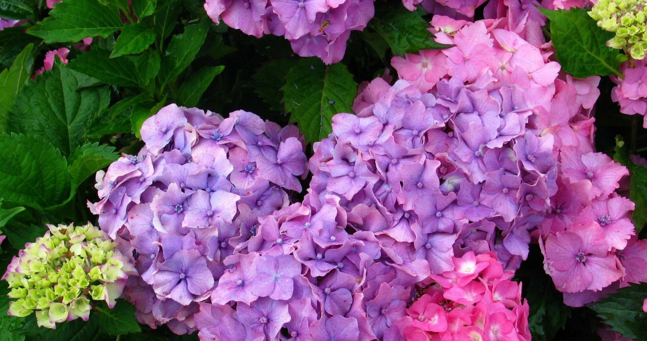 Pasirūpinkite savo hortenzijomis: pasakė, kokia temperatūra gali tapti itin pavojinga ir kaip apsaugoti