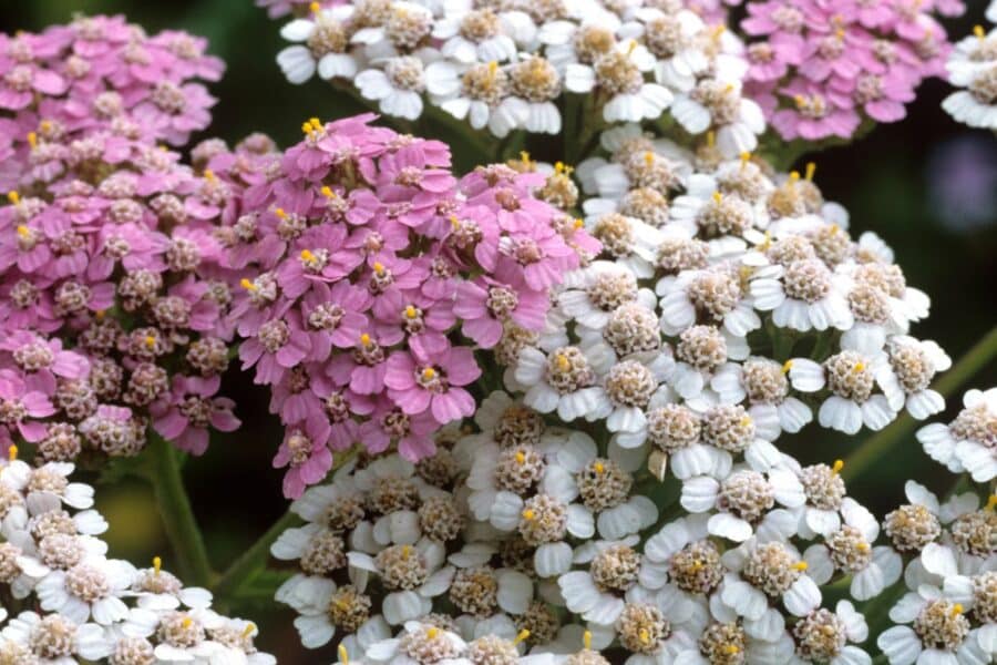 Stebuklingas žiemos augalas: pasodinkite jį dabar ir pavasarį sodas taps rojumi alkanoms bitėms