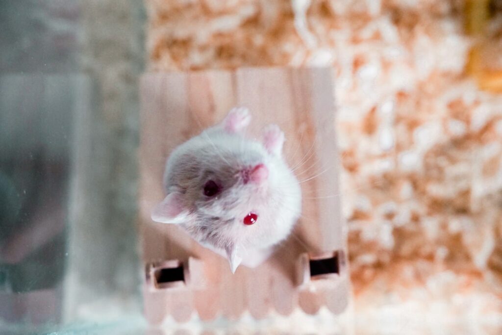 a white mouse in a box