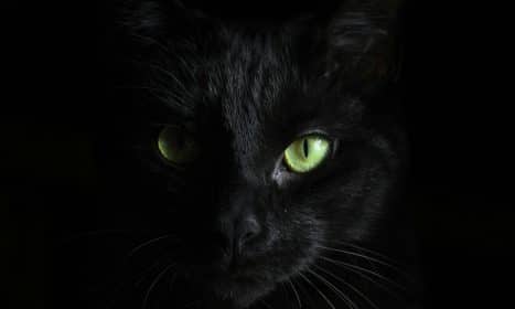macro photography of black cat