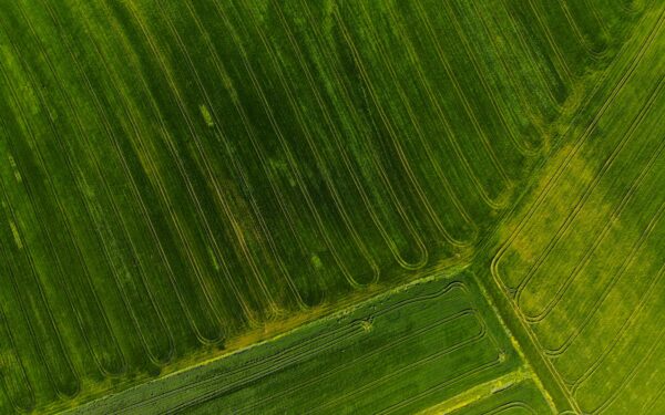 Valstybinė žemė sparčiai parduodama: aukcionuose jau parduota dešimtys hektarų