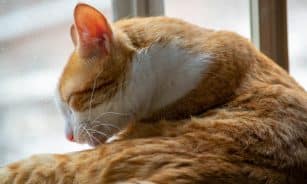 a cat sleeping on a blanket