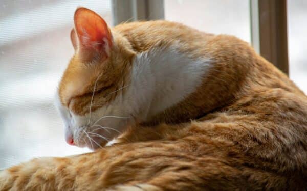 Ar tikrai reikia maudyti katę? Sužinokite, kokiais atvejais jūsų pagalba yra privaloma