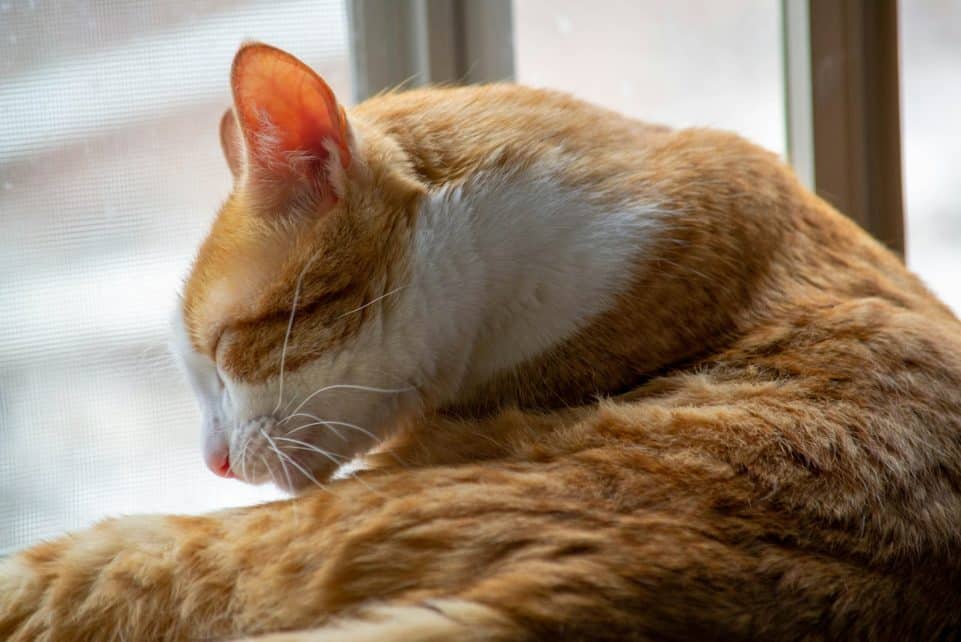 a cat sleeping on a blanket