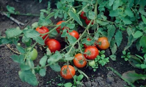 a bunch of tomatoes growing on a vine