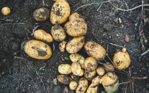 Kasti nebereikės: ukrainietiškas būdas padės užauginti gausų bulvių derlių be vargo