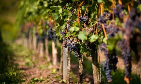 selective photography of blueberries