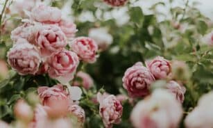 pink flowering green outdoor plant