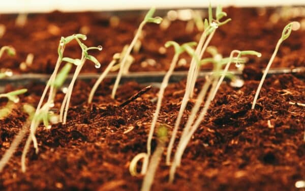 Jei norite stiprių daigų pavasarį, šį dalyką būtina atlikti jau dabar