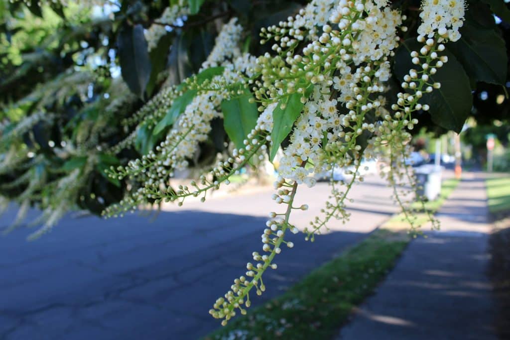 a close up of a tree with white flowers