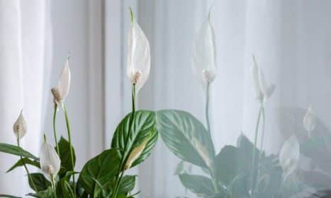 a potted plant with white flowers in front of a window
