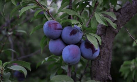 purple round fruits on tree