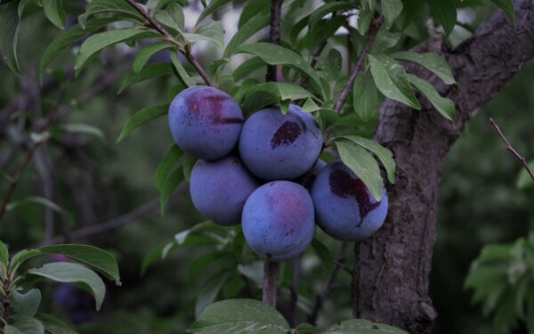 Vabzdžiai į medžius nebelips: paprastas triukas saugo slyvų ir persikų vaismedžius visą sezoną