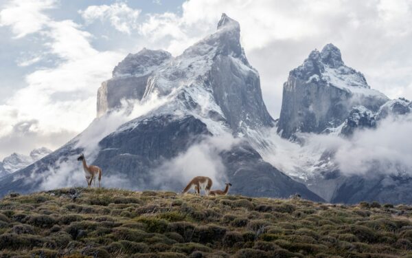 Evoliucija veiksme: kaip tūkstantmečius trukęs nuodijimas pavertė Argentinos populiaciją atsparia arsenui