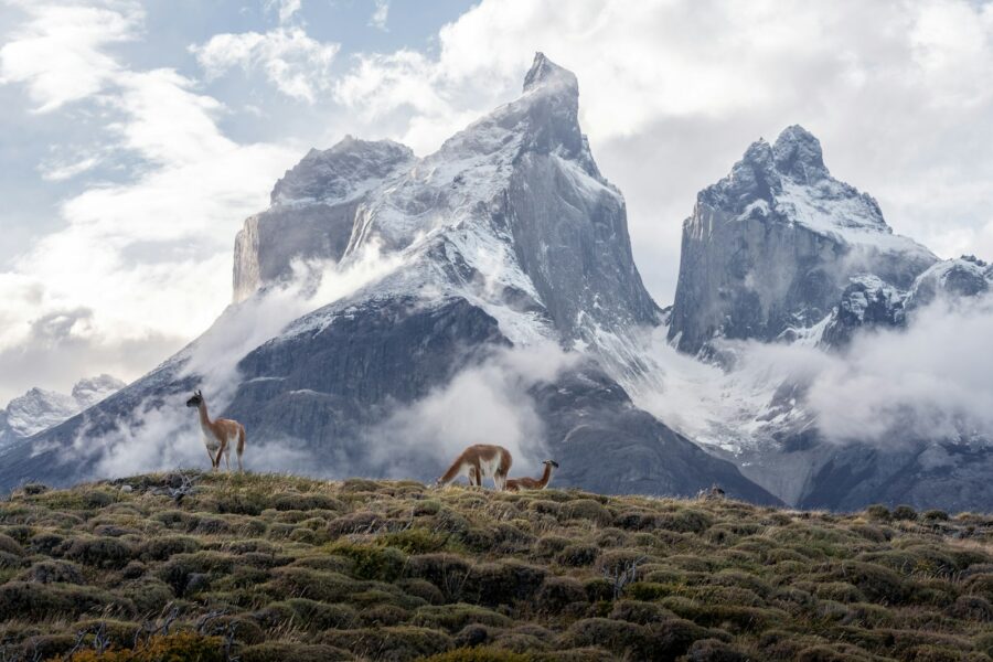 a group of llamas grazing in front of a mountain