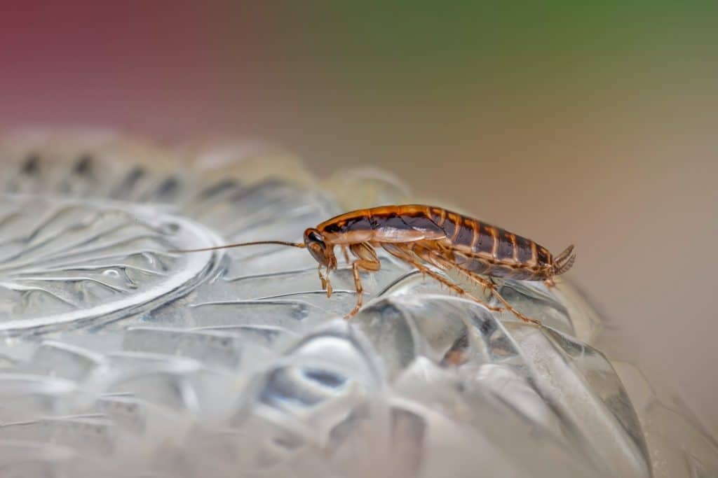 a close up of a bug on a glass plate