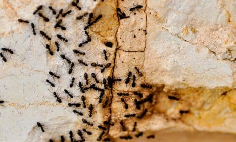 a group of black bugs crawling on a rock