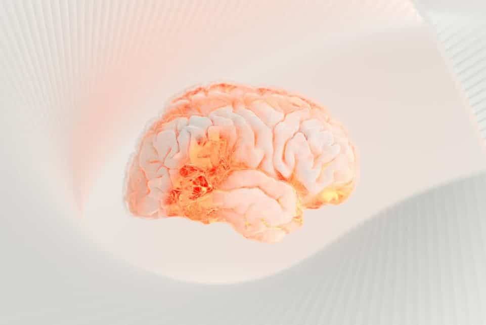 a close up of a human brain on a white surface