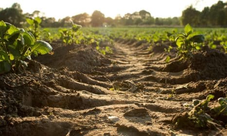 brown pathway between green leaf plants